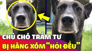 Biểu cảm khó đỡ của 'CHÚ CHÓ ĐEN' khi đang 'SỐNG NHĂN RĂNG' lại bị hàng xóm 'HỎI ĐỂU' 🤣 Gâu Đần