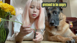 Lingkaran Binatang|Peliharaan Imut|Pura-Pura Terluka di Depan Anjing