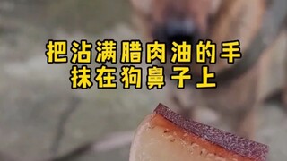 沾满肉香的手指抹在狗鼻子上是一种什么体验