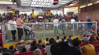LDB Caldelaria final QCBA 4wins champion 7 stag derby