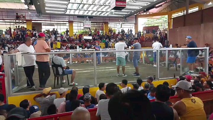 LDB Caldelaria final QCBA 4wins champion 7 stag derby