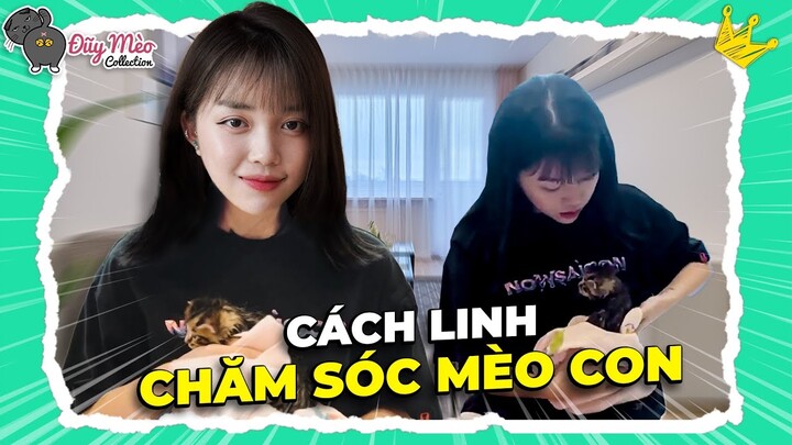 Tắm Đàn Mèo Con Maine Coon Cùng LND | ĐUỸ MÈO COLLECTION