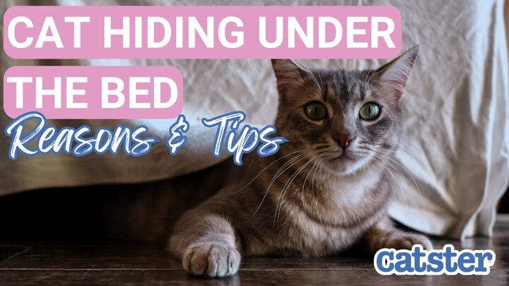 Why Do Cats Hide Under The Bed? EXPLAINED