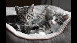 Tiếng mèo con nũng nịu dễ thương. Tiếng mèo con kêu tan chảy trái tim.