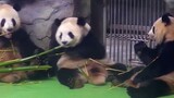 You grab my bamboo, I'll stab you in the dark!