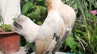 serama hen
