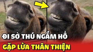 Đi sở thú NGẮM HỔ ai dè gặp phải chàng LỪA THÂN THIỆN 😂 | Yêu Lu