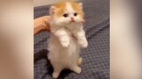 [Động vật]Những khoảnh khắc dễ thương của mèo