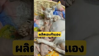 ^ดูรวมคลิปเต็มกดลิงค์ข้างบน^ ผลิตเองกินเอง เราจะโตไปด้วยกัน #funny #reels #awesome #รวมคลิปตลก