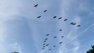 Wild goose flying in the autumn wind