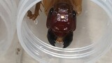 Haplogryllacris กิน Blaptica Dubia