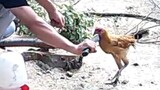Fun|Acting With A Chicken
