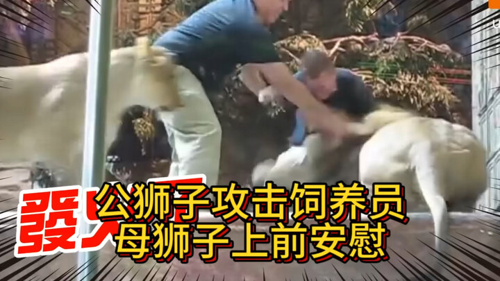 公狮子攻击饲养员，母狮子上前安慰