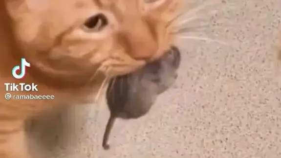 poor cat maybe he took 10000 hours for that rat 😭😭😭🤣