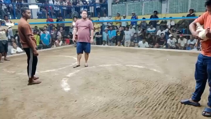 4 bullstag/cock combo 2nd fight W Zamboanga white 🔥