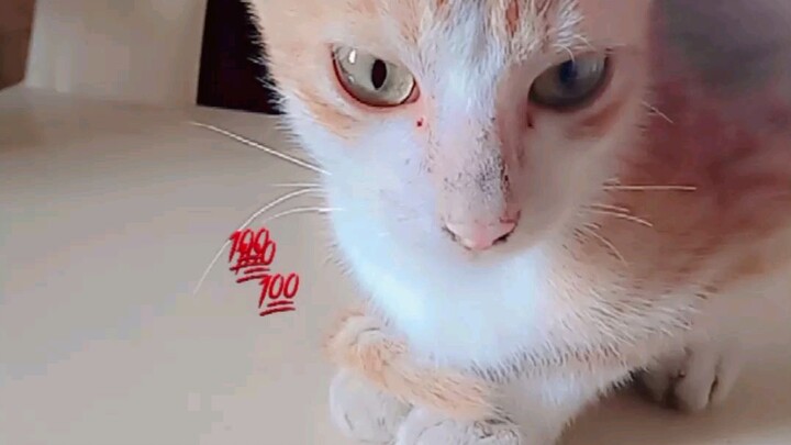 baby