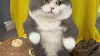 Cute Cat Dancing 😍😍
