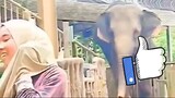 Elephant escaped zoo and visit neighbors