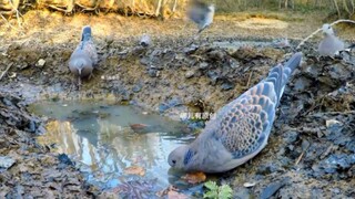 村边水塘又干涸，可怜野鸡和山斑鸠没水喝，于是挖个泥坑，我天天去灌满水，让它们饮用。