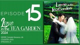 🇨🇳EP15 Love In The Tea Garden (2024)