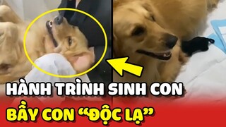 Hành trình SINH CON của Gâu Đần và bầy con SIÊU ĐỘC LẠ 😂 | Yêu Lu