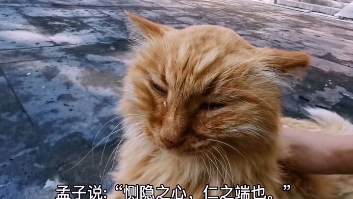 15岁的故宫流浪猫遭遇电击，故宫应对措施暖心。
