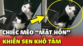 Nuôi phải chiếc mèo "MẶT HỖN" khiến con Sen KHỔ TÂM 😂 | Yêu Lu