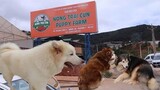 Nông Trại Cún Puppy Farm Rất Nhiều em Cún Dễ Thương và Dễ Gần Cho Các Bạn Yêu Chó