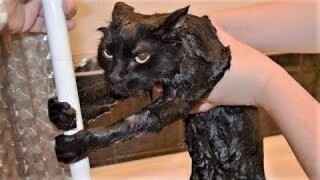 Best Funny Animal Videos Of The 2023 🤣 - Funniest Cats And Dogs Videos 😺😍