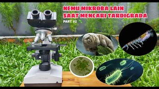 ZOOM 1000X: PENCARIAN TARDIGRADA.. Nemuin hewan yang terlihat semua sisi dalam tubuhnya (part #2)