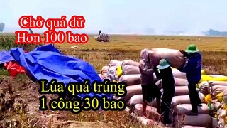 Cuộc sống miền Tây l Tới Mùa Gặt Lúa Nhạc Quê Hương l Máy Gặt Đập Liên Hợp