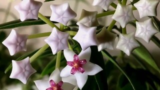 “I spent nearly 4,000 hours recording the moments of 100 flowers blooming. It was so healing!”