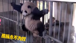 “熊猫：在下佛山黄飞熊！”