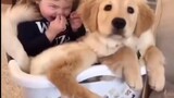 Give me 2 minutes and 16 seconds to make you fall in love with Golden Retriever