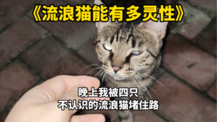 流浪猫能有多灵性？