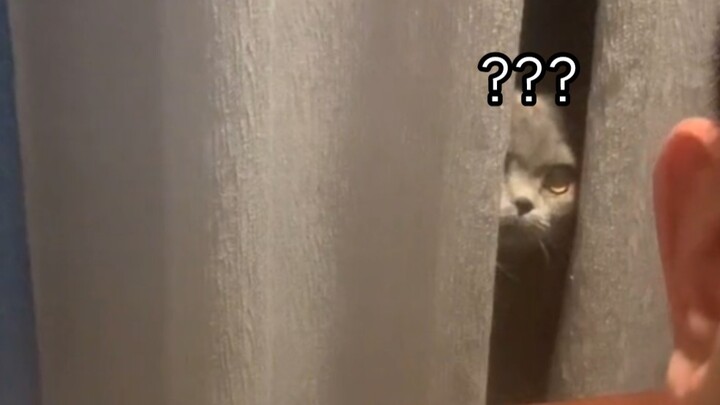 Funny Video Compilation | Sneaky Cats