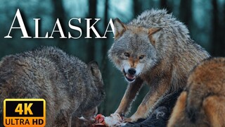 Apex Predators Hunting in Scandinavia's Wild Forests National Geographic Documentary