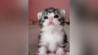 Bé bé mà đã biết ngắm zai rồi emtenlathienly meocute meocon meowmeow thinhhanh xuhuong