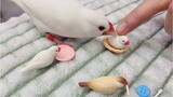 [Hewan]Burung pipit Jawa putih semakin cemburu