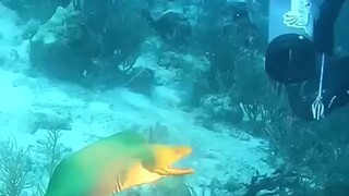 DOCUMENTARY| FISHING | Diver attack of dangerous moray fish‌‌ | Funny Videos 2024