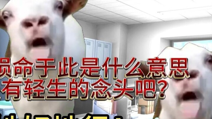 【Cat meme】After one year of employment, I became the boss’s biggest worry