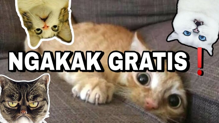 KUMPULAN KUCING STRESS, GILA, BAR-BAR, KOCAK "SIAP NGAKAK SAMPAI GULING-GULING "TERTAWA BENGEK SEHAT