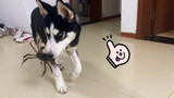 [Hewan]Husky yang Bermain Dengan Kepiting