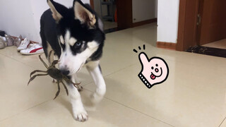 [Hewan]Husky yang Bermain Dengan Kepiting