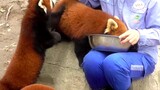 Red Pandas happy and warm lunch