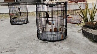 pertempuran murai batu
