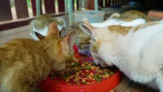 Cat Family Reunion Eating Food