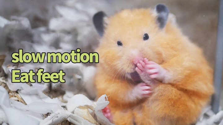 Andai Waktu Bisa diperlambat (Syrian Hamster)