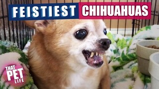 Feistiest Chihuahuas Ever 😳 | Funny Dogs
