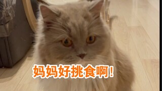 愁死猫了，妈妈到底喜欢什么样的老鼠啊…邻居：到底是多大的老鼠拖走了我的老鼠夹？